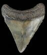 Juvenile Megalodon Tooth #69312-1